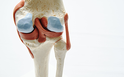Knee joint model in medical office